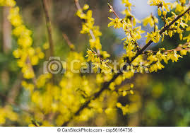 Check spelling or type a new query. Tree Branches With Small Yellow Flowers Shot At Extremely Shallow Depth Of Field Canstock