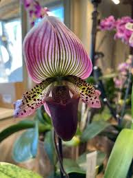 Image result for Paphiopedilum