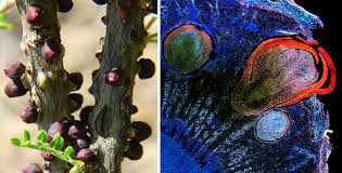 Image result for Apodanthaceae