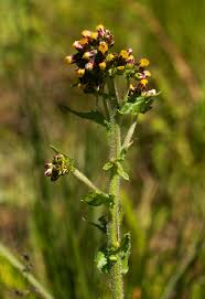 Image result for Eschenbachia