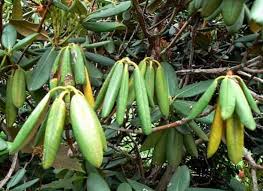 Rhododendrons and azaleas are susceptible to a fungal wilt disease called phytophthora root rot. Rhododendrons What To Do If Azalea Is Black And Fall Leaves