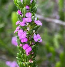 Image result for Polygalaceae