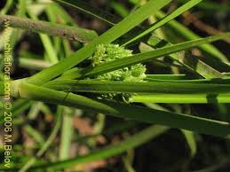 Image result for Cyperus sp. no. 1