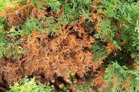 Image result for thuja drying out dead dried symptoms)