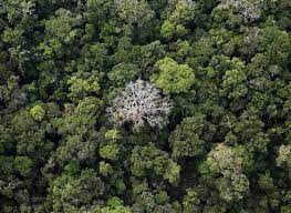 bom futuro 国家森林公园的 热带雨林 rain forest 巴西 brazil 朗多尼亚州 rondonia 20世纪90年代 这片雨林所在区域并无人类居住 过去25年内 非法伐木者 牧民 农民 采矿者先后来到该地垦伐开采 rainforest trees deforestation rainforest
