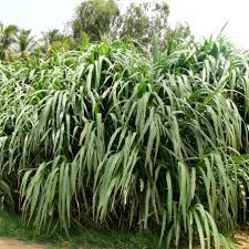 Image result for Dialium schlechteri