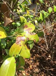 Camellia Think Before You Limb Up Gardening In The Panhandle