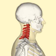 This shopping feature will continue to load items when the enter key is pressed. The Cervical Spine Features Joints Ligaments Teachmeanatomy