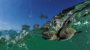 Baby Olive Ridley Sea Turtle World Turtle Day Sea Turtle Baby Turtles
