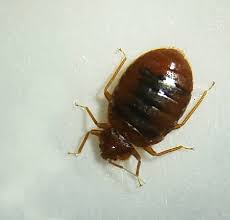 Veteran owned pest control company. How To Kill Bed Bugs Wichita Bed Bug Exterminator Patton Termite Pest