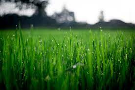 We use the latest technology and chemicals to ensure the best results that are both environmentally friendly. Inch S Natural Lawn Care