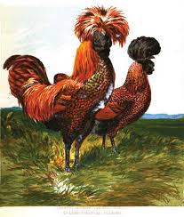 We did not find results for: Golden Spangled Polish Chickens The Poultry Pages