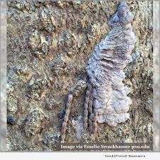 Check spelling or type a new query. Kids Staying Home From School Can Keep Busy With A Spotted Lanternfly Egg Hunt In The Yard Send2press Newswire