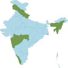 Image result for Urochloa semiundulata