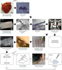 At this time in development, the cartilage model starts to become replaced by bone, vascular, and marrow elements: Engineering A Humanized Bone Organ Model In Mice To Study Bone Metastases Nature Protocols
