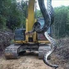 Giant 400kg Anaconda Discovered On Brazilian Building Site World S Largest Snake Giant Snake Snake Photos
