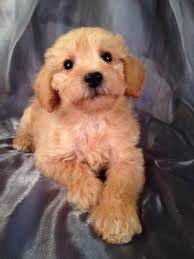 We did not find results for: Schnoodle Puppies For Sale Schnoodle Breeder In Iowa
