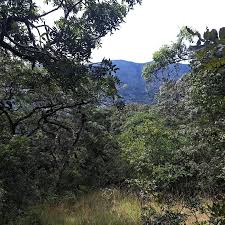 Image result for Julbernardia globiflora