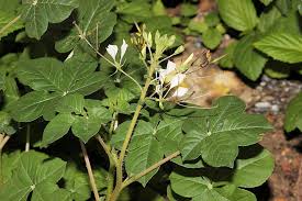 Image result for Cleome gynandra