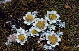 The peak months are from october to Key To Flowering Plant Genera Of New Zealand Manaaki Whenua