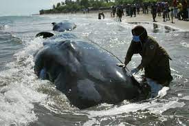 Check spelling or type a new query. Mengenal Ambergris Yang Dimuntahkan Paus Sperma Di Bengkulu Halaman All Kompas Com