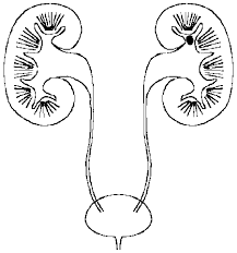 Https Encrypted Tbn0 Gstatic Com Images Q Tbn And9gctoxtpzemp41ly1ok6weg0kwsyk Jduc0s13a Usqp Cau