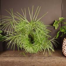 Image result for Actiniopteris dimorpha