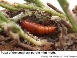 Image result for Pupalia micrantha