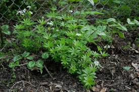 Image result for Galium stenophyllum