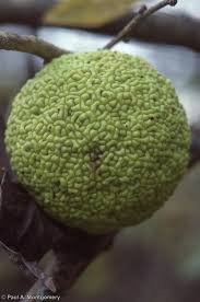 Image result for Maclura