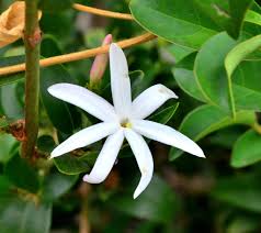 Image result for Jasminum multipartitum