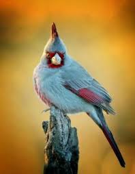 Yellow Birds Of Arizona Desert Desert Cardinal Passaros Aves Animais