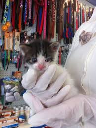 Kedi Candir Agustos 2013