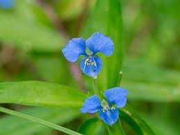 Cobalt blue flowers are perfect for weddings as they are fresh and something blue! Top 55 Beautiful Types Of Blue Flowers With Names And Pictures Florgeous