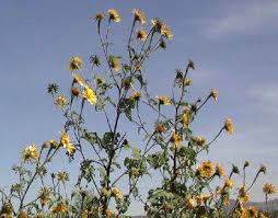 Image result for Tithonia tubaeformis