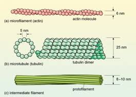 Maybe you would like to learn more about one of these? Fungsi Sel Hewan Pengertian Struktur Beserta Gambarnya