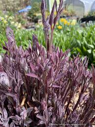 Image result for Clematis recta atropurpurea