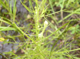 Image result for Orobanchaceae