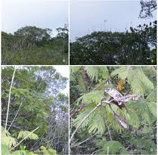 Image result for Parkia