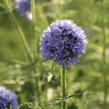 Image result for Hirpicium gazanioides