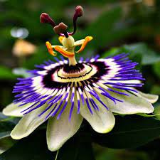 Hd to 4k quality, all ready for download! Most Beautiful Flowers In The World Home Facebook