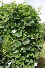 Image result for Lagenaria siceraria