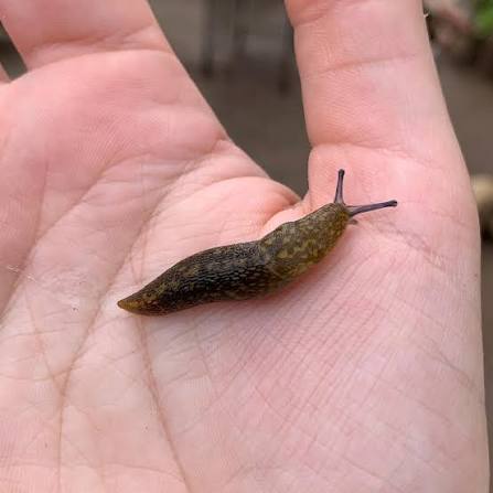 Limacus flavus, common name: yellow cellar slug - - - - - I think my  celebration for no more rain in SoCal was a bit premature, but at least  last week's rain