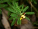 Image result for Crotalaria pallidicaulis