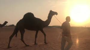 Although your baby's tummy is every baby is different, but you can get a rough idea of how much your baby is likely to need from your milk will come in a few days after the birth. Natural Health With The Camel Milk Camel Milk Is Attracting Millions Of People At The Global Level The Main Attraction Is Its Health Promising Characteristics Camel Milk Might Be Super Food