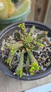 Image result for Euphorbia davyi