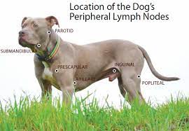 The lymph nodes located in the neck, chest, armpits, groin, and behind the knees are often the most visible and easy to observe. Canine Lymphoma Risk Factors Symptoms Diagnosis And Treatment Whole Dog Journal