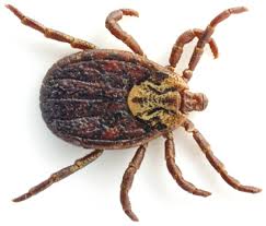Image result for lyme tick