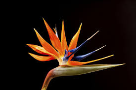 Orange Bird Of Paradise Houseplant Are Bird Of Paradise Plants Poisonous Hunker Birds Of Paradise Plant Paradise Plant Birds Of Paradise