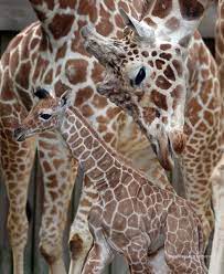 Memphis Zoo Welcomes Second New Baby Giraffe In Less Than One Week Karen Pulfer Focht Photojournalist